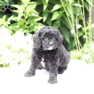 Dani (F1 B), Cavapoo Puppy